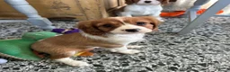 Cavalier King Charles Spaniel dogs for sale: Beautiful Cavalier King Charles Spaniel puppies - Advert 3