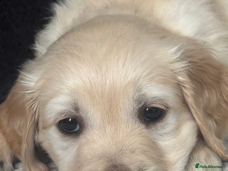 Golden Retriever dogs - Advert 4