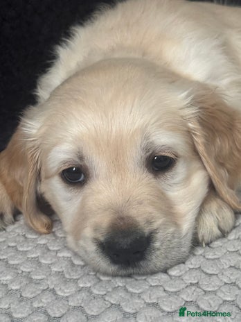 Golden Retriever dogs - Advert 4