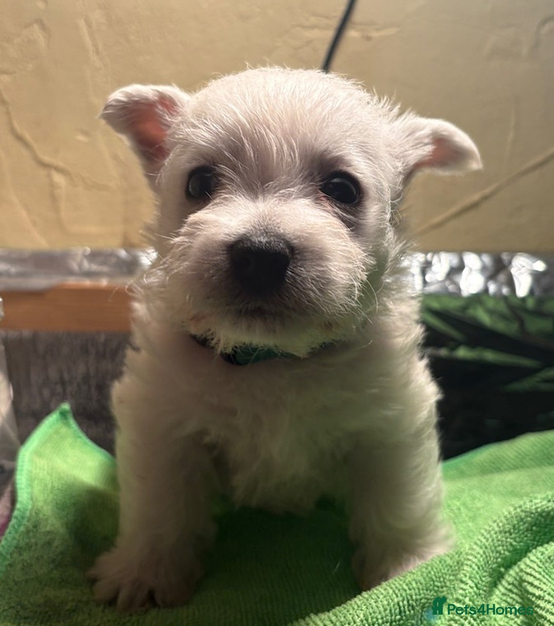 West Highland Terrier dogs for sale: Winsome Westies from a 5 Star Registered Breeder  - Advert 5