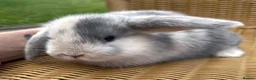 Mini Lop rabbits for sale: Gorgeous baby mini lops  - Advert 3