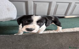 Sprollie dogs for sale: 3 beautiful sprollie pups - Image 18