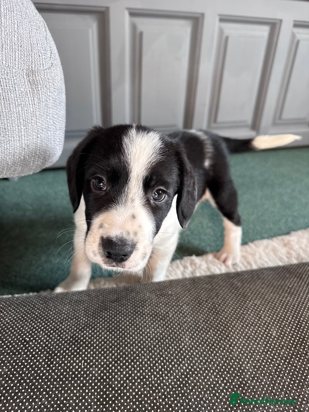 Sprollie dogs for sale: 3 beautiful sprollie pups - Image 18