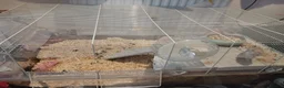 Gerbil rodents for sale: Gerbils in Havant - Advert 2
