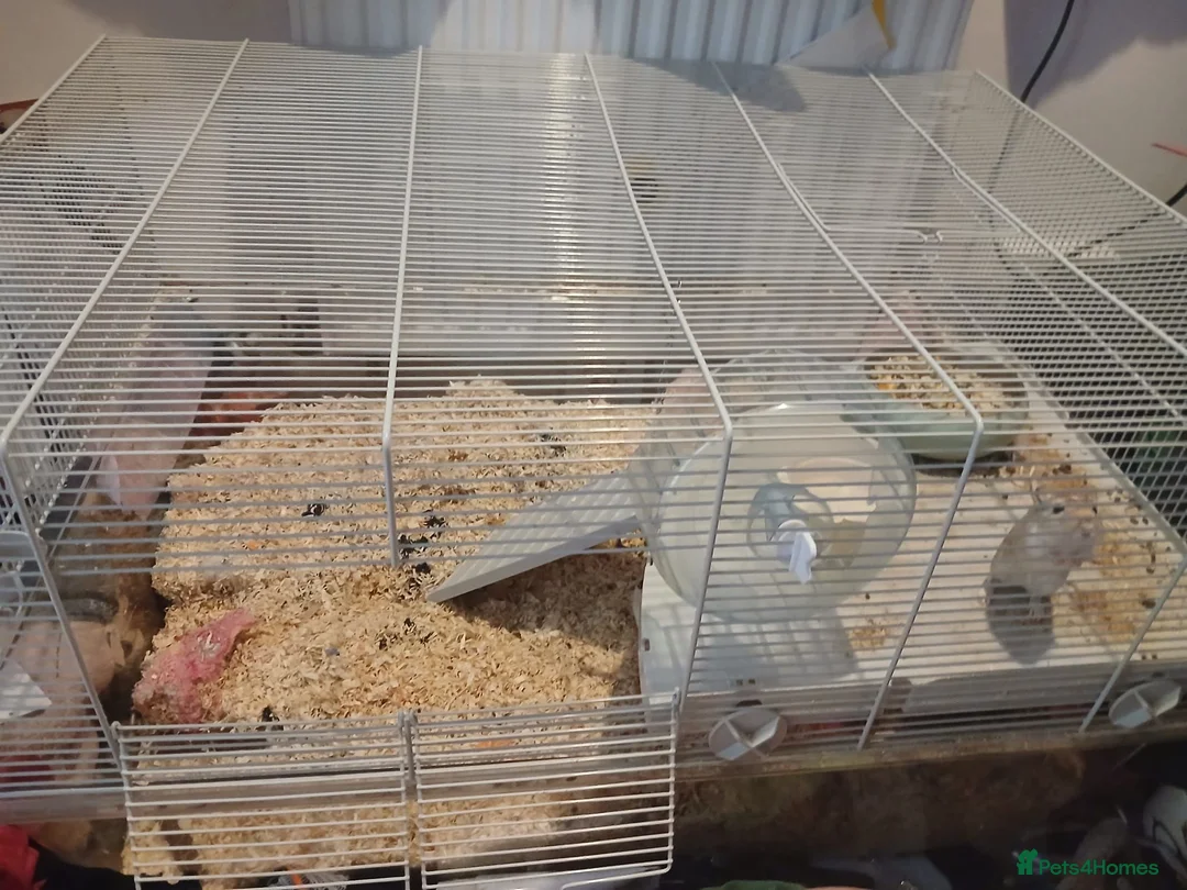 Gerbil rodents for sale: Gerbils in Havant - Advert 2