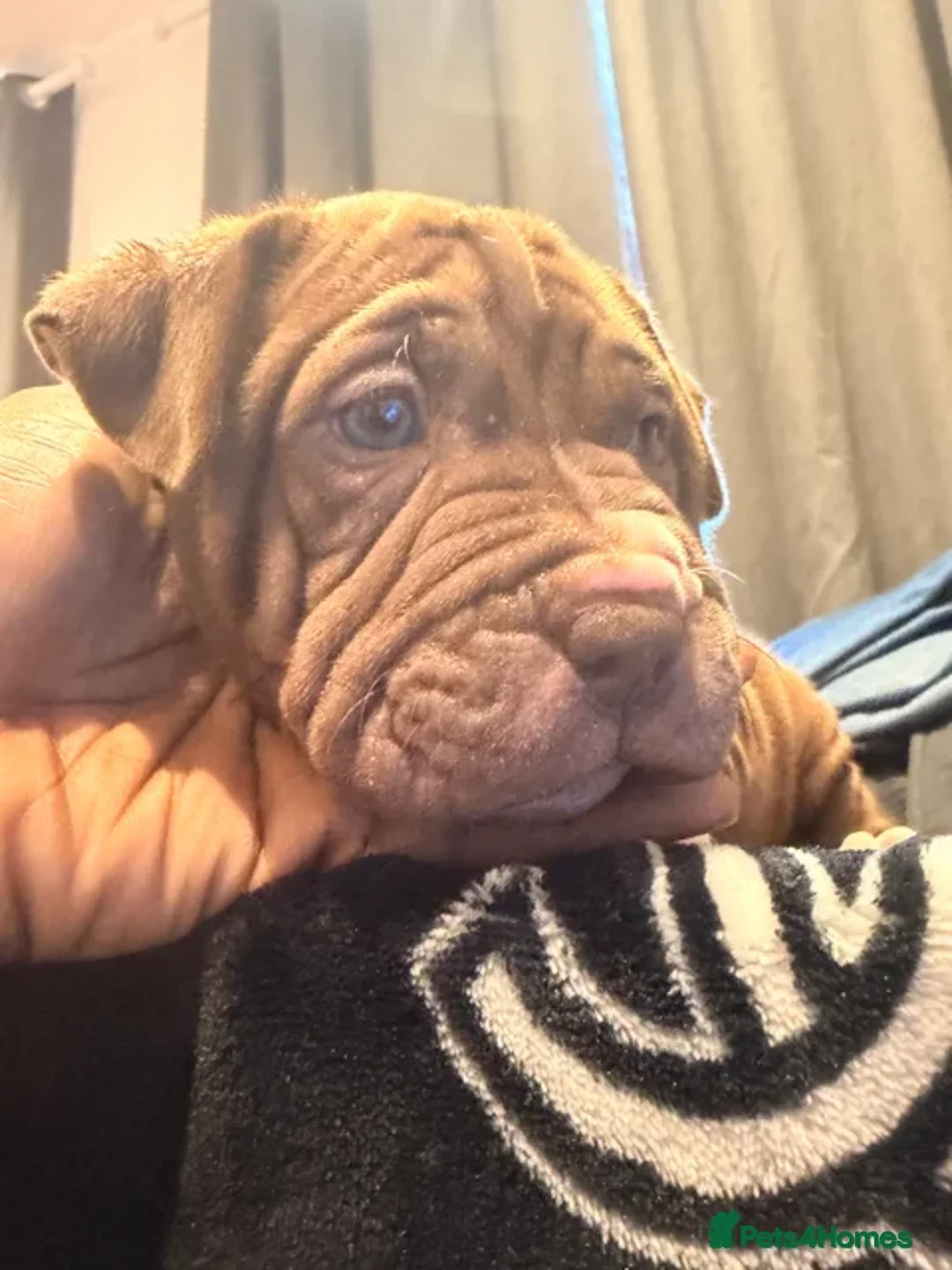 Mixed Breed dogs for sale: PUPPIES READY FOR NEW HOMES - 8 WEEKS+ OLD  - Advert 19