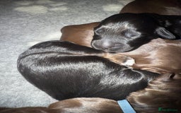 Cocker Spaniel dogs for sale: Cocker Spaniel Puppies - Image 18