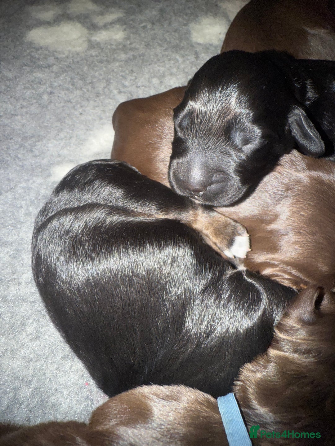 Cocker Spaniel dogs for sale: Cocker Spaniel Puppies - Image 18