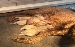 Cavapoo dogs for sale: Cavapoo Puppies for Sale - Image 16
