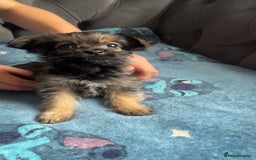 Shihpoo dogs for sale: Beautiful ship-poo - Image 2