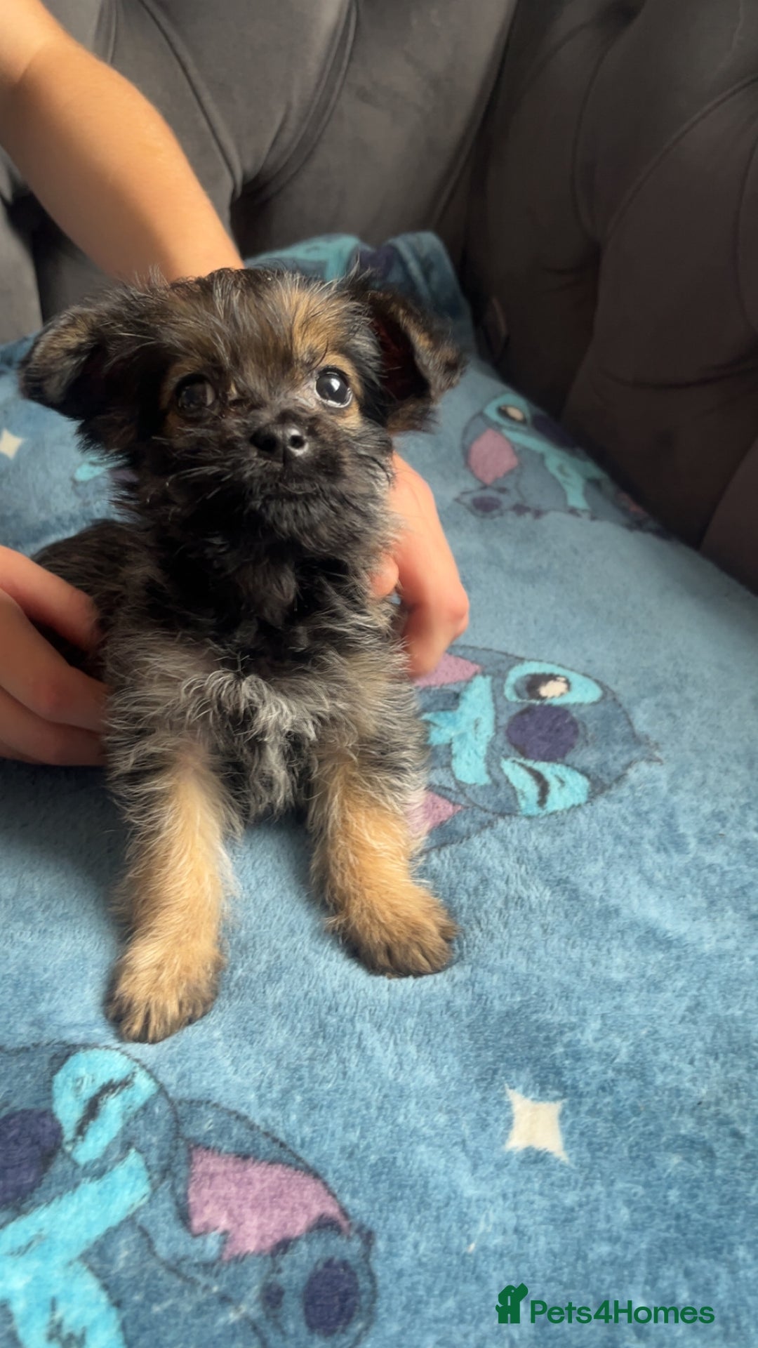 Shihpoo dogs for sale: Beautiful ship-poo - Image 2