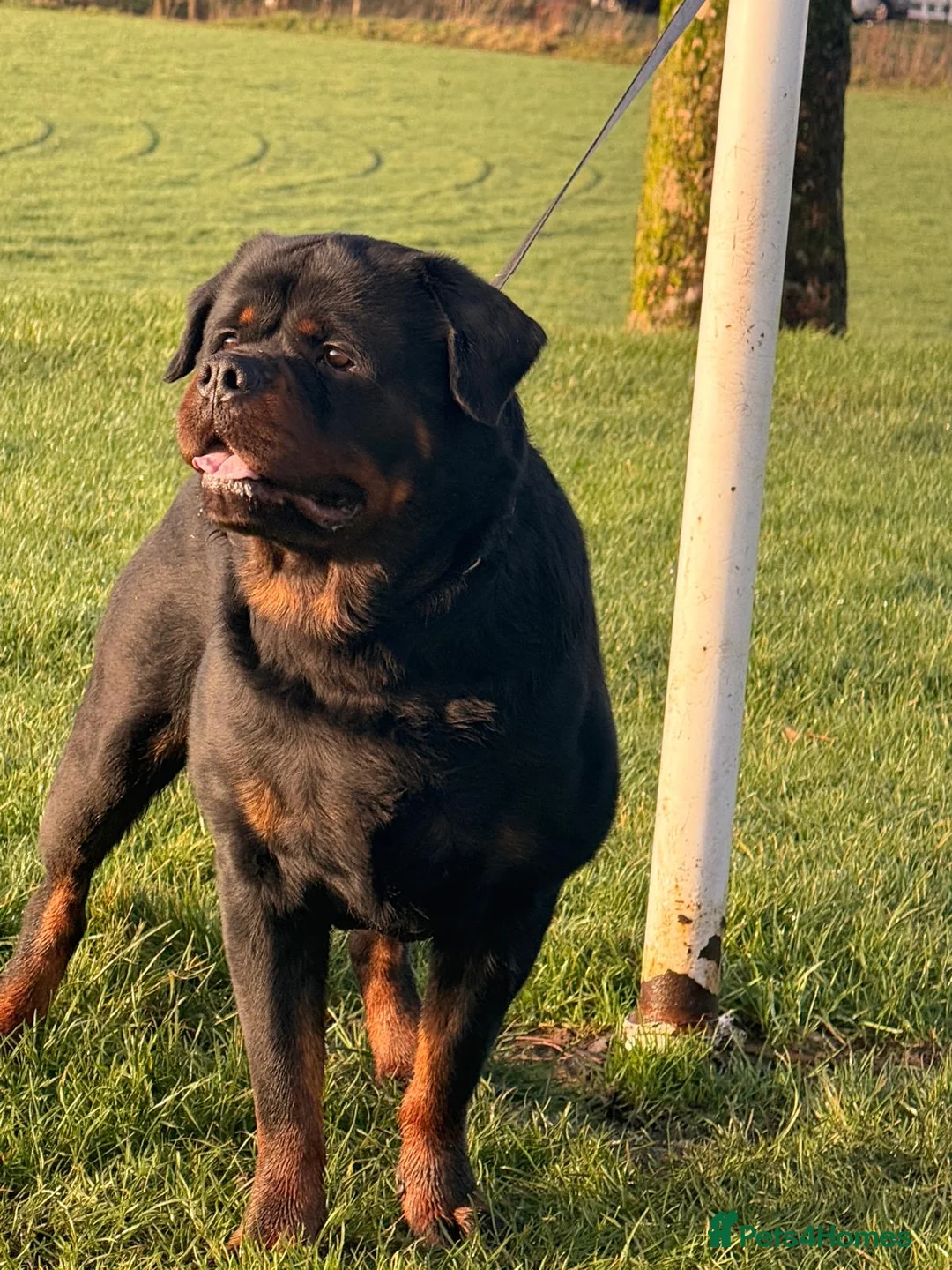 Rottweiler dogs for stud: Top quality health tested kc male German X serbian - Advert 29