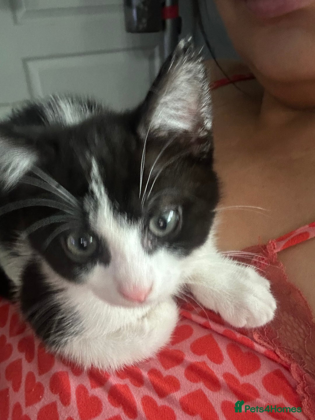 Mixed Breed cats for sale: Baby boy kitten for sale - Advert 11