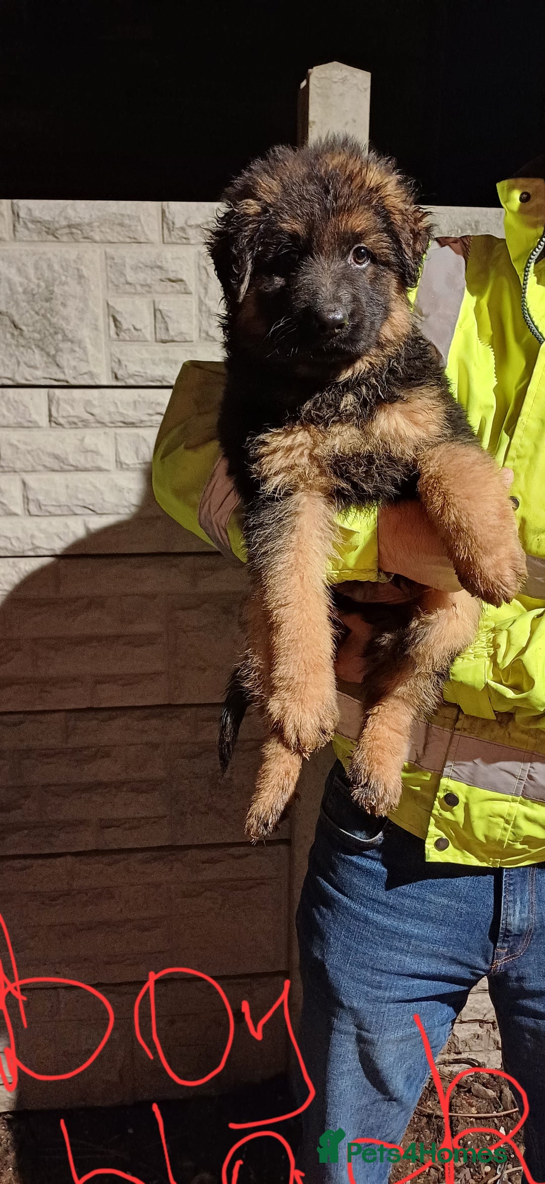 German Shepherd dogs for sale: Chunky German Sheperd puppies - Advert 5