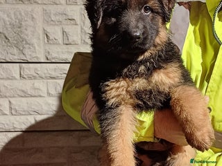 German Shepherd dogs Ready to go, long-haired German Sheperd puppies - Advert 6