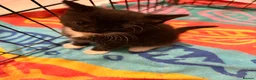 Ragdoll cats for sale: Ragdoll X Bombay - Advert 10