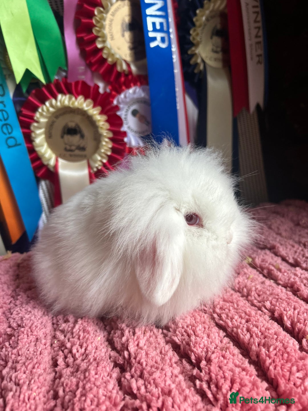 Mini Lop rabbits for sale: Vaccinated mini lop and lion lop babies - Advert 14