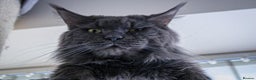 Maine Coon cats for stud: Maine Coon blue boy for stud GCCF and WCF reg in Ipswich - Advert 1