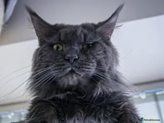 Maine Coon cats Maine Coon blue boy for stud GCCF and WCF reg in Ipswich - Advert 8