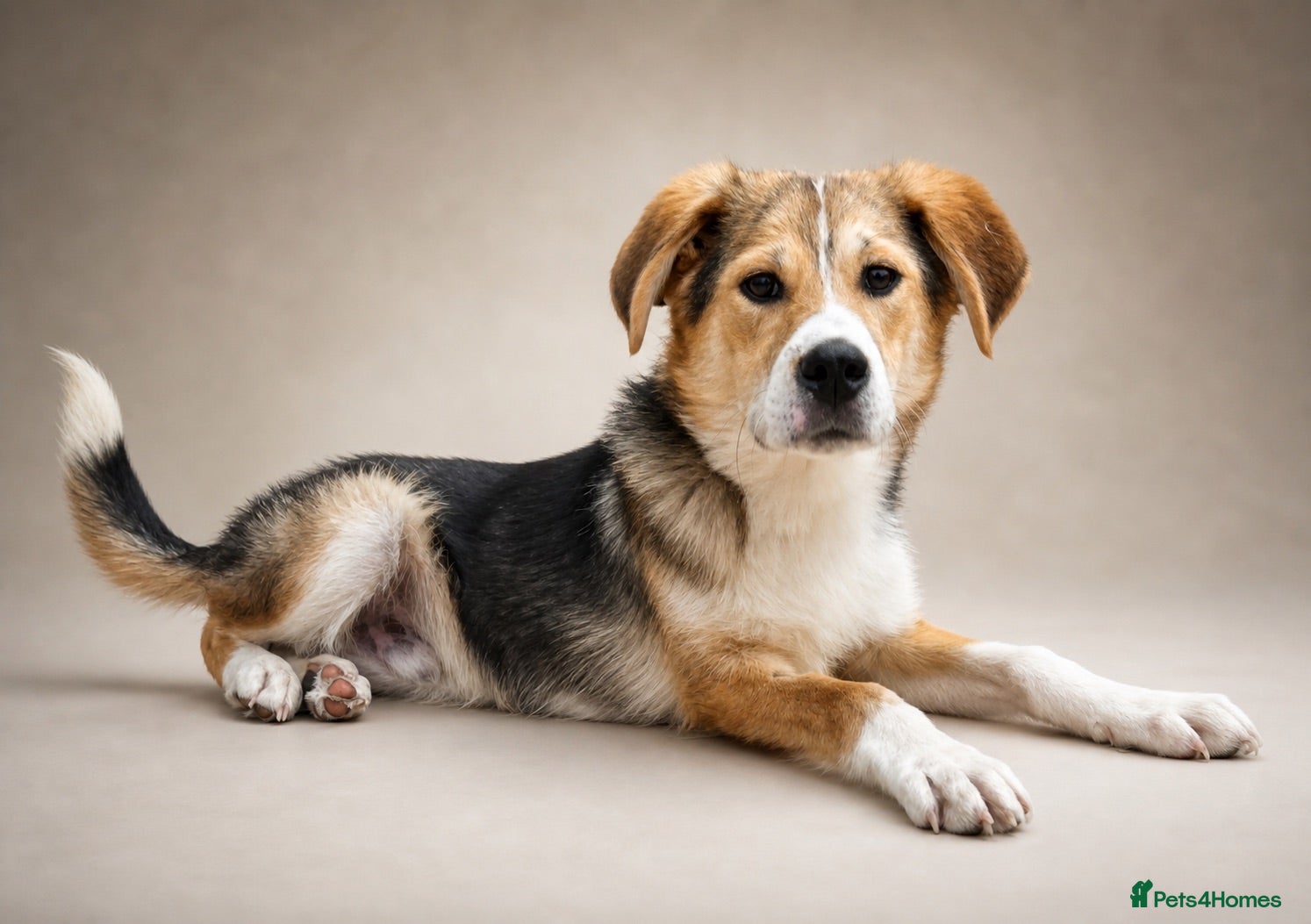 Mixed Breed dogs Our beautiful boy Rocco  - Advert 1