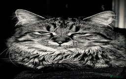 Maine Coon cats for sale: Twin Tuxedo Maine coon x BSH kitten girls - Image 6