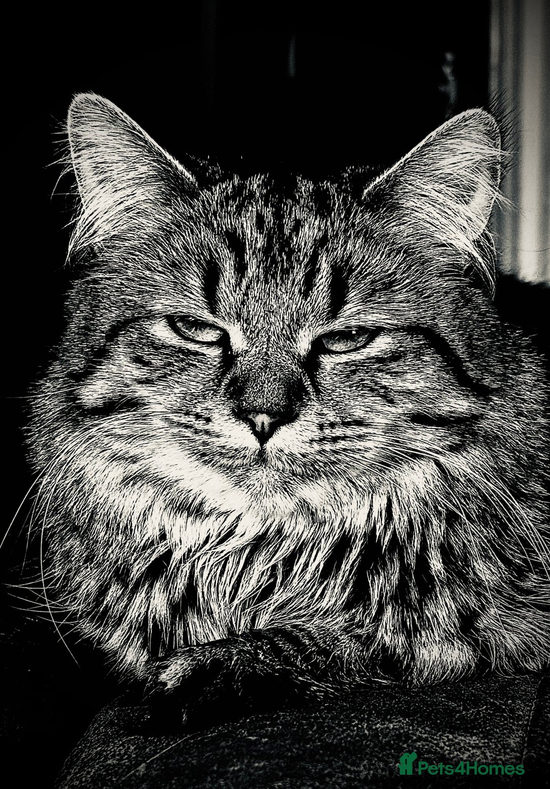 Maine Coon cats for sale: Twin Tuxedo Maine coon x BSH kitten girls - Image 6