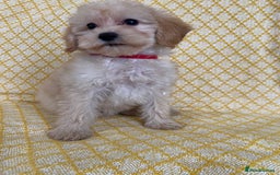 Maltipoo dogs for sale: WAITING LIST NOW OPEN Beautiful h/tested maltipoos - Image 12