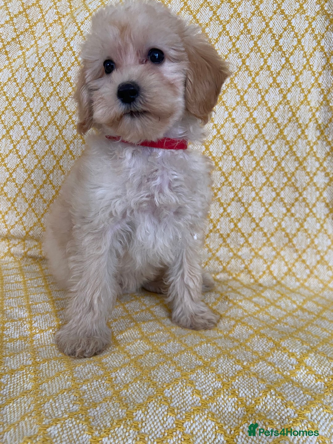 Maltipoo dogs for sale: WAITING LIST NOW OPEN Beautiful h/tested maltipoos - Image 12
