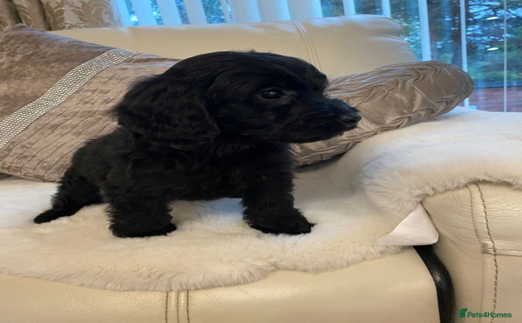 Cockapoo dogs - Advert 1