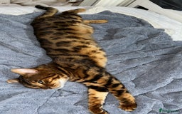 Bengal cats for sale: PURE BENGAL CAT - Image 2