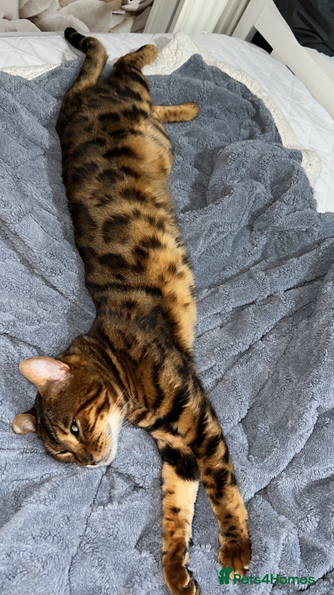 Bengal cats for sale: PURE BENGAL CAT - Image 2