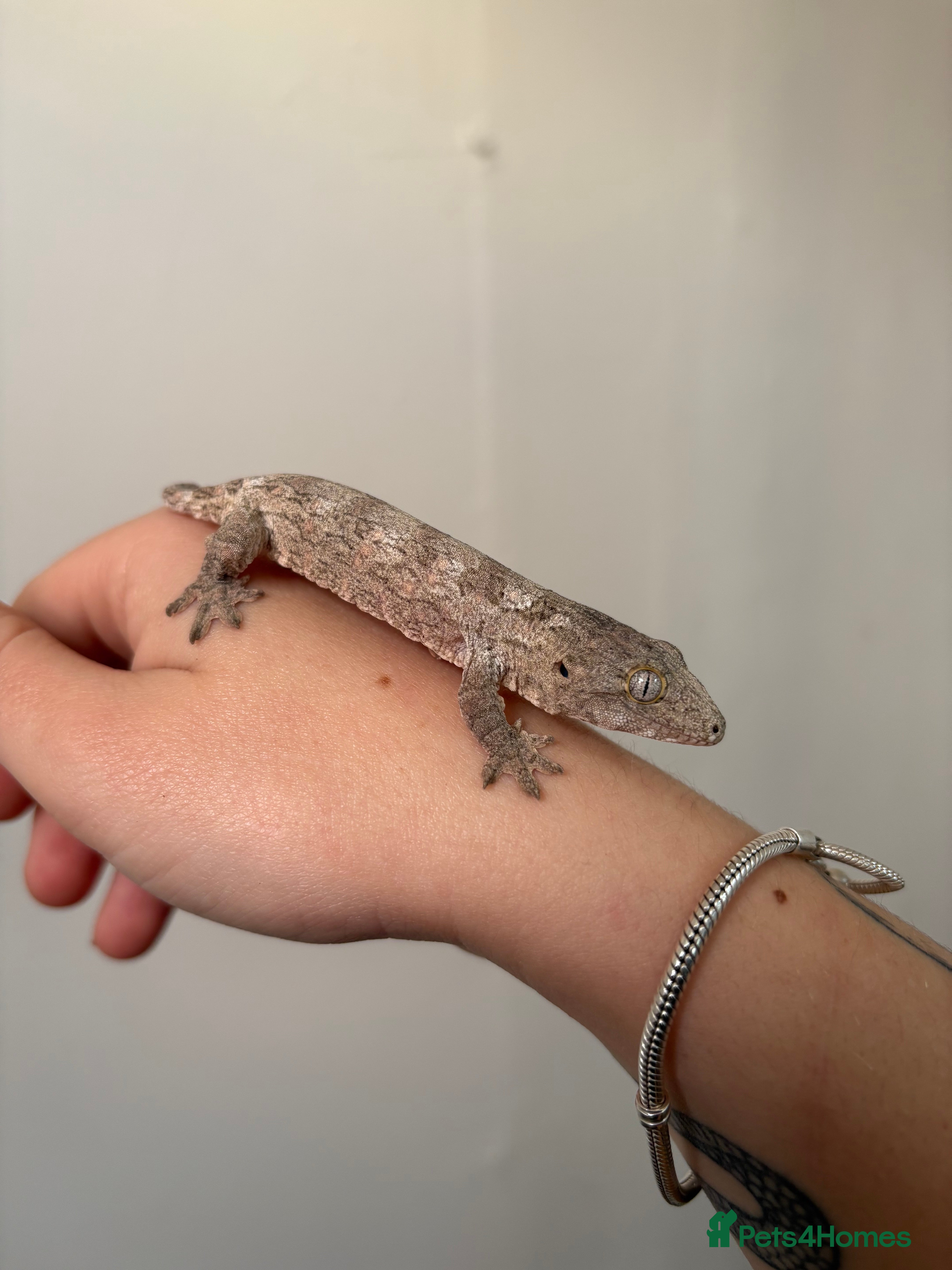 Gecko reptiles Baby Leachianus gecko x 2 for sale  - Advert 18