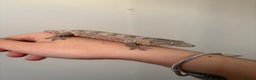 Gecko reptiles for sale: Baby Leachianus gecko x 2 for sale  - Advert 1