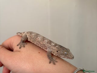 Gecko reptiles - Advert 1