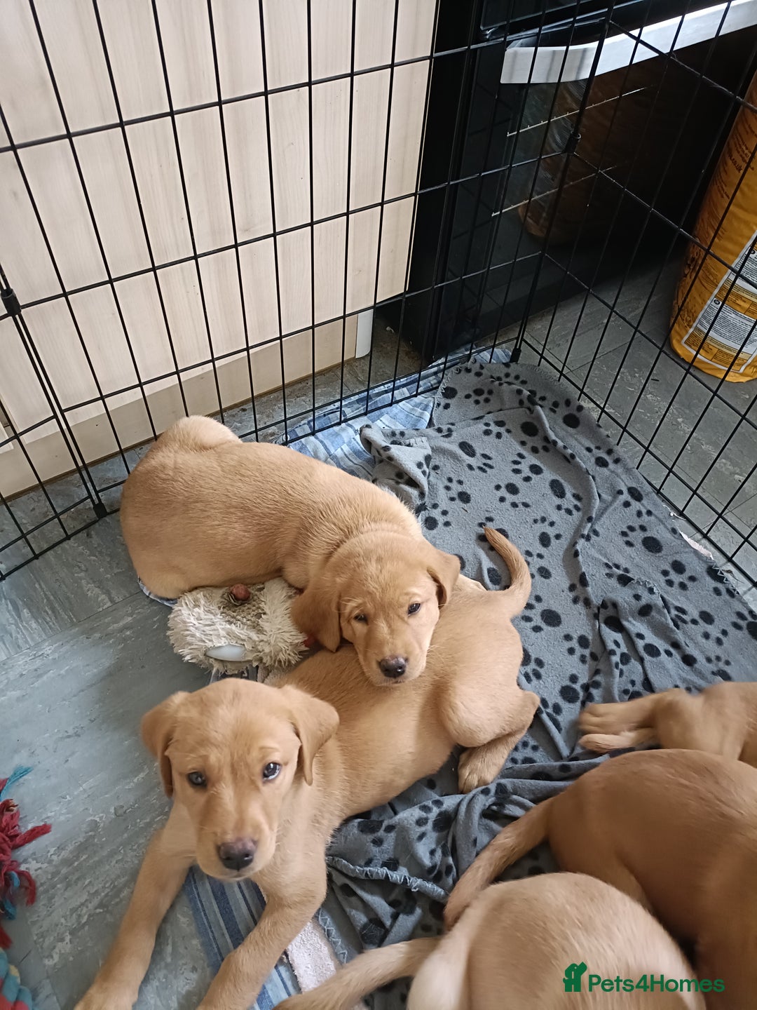 Labrador Retriever dogs for sale: Fox Red Labrador puppies  - Image 6