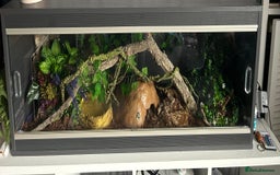 Corn Snake reptiles for sale: Corn snake and viv - Image 3