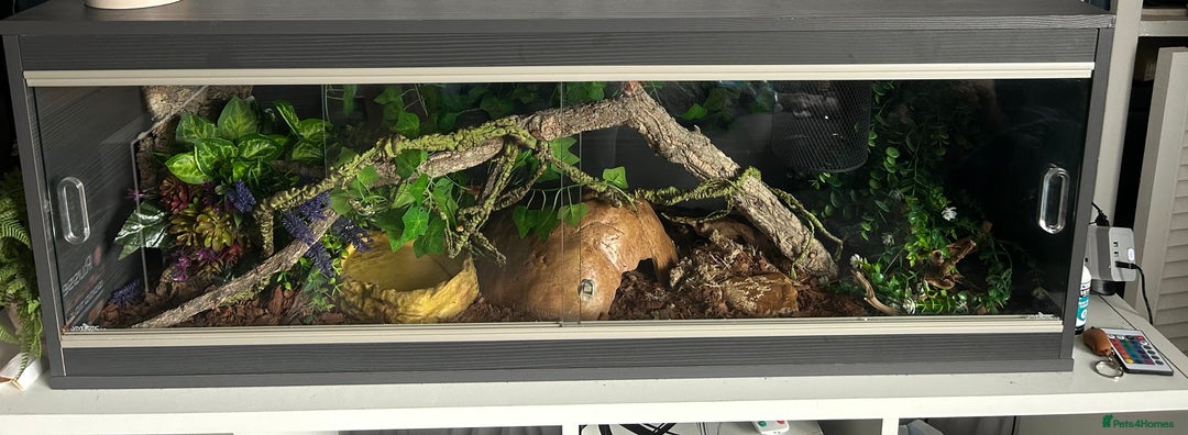 Corn Snake reptiles for sale: Corn snake and viv - Image 3
