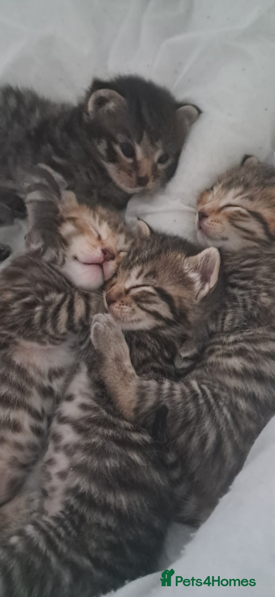 Mixed Breed cats 7 little kittens for sale  - Advert 4