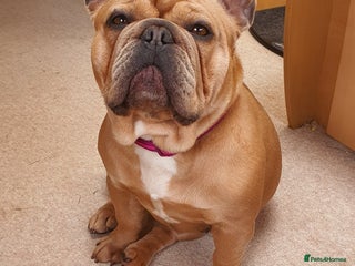 French Bulldog dogs French bulldog girl - Advert 1