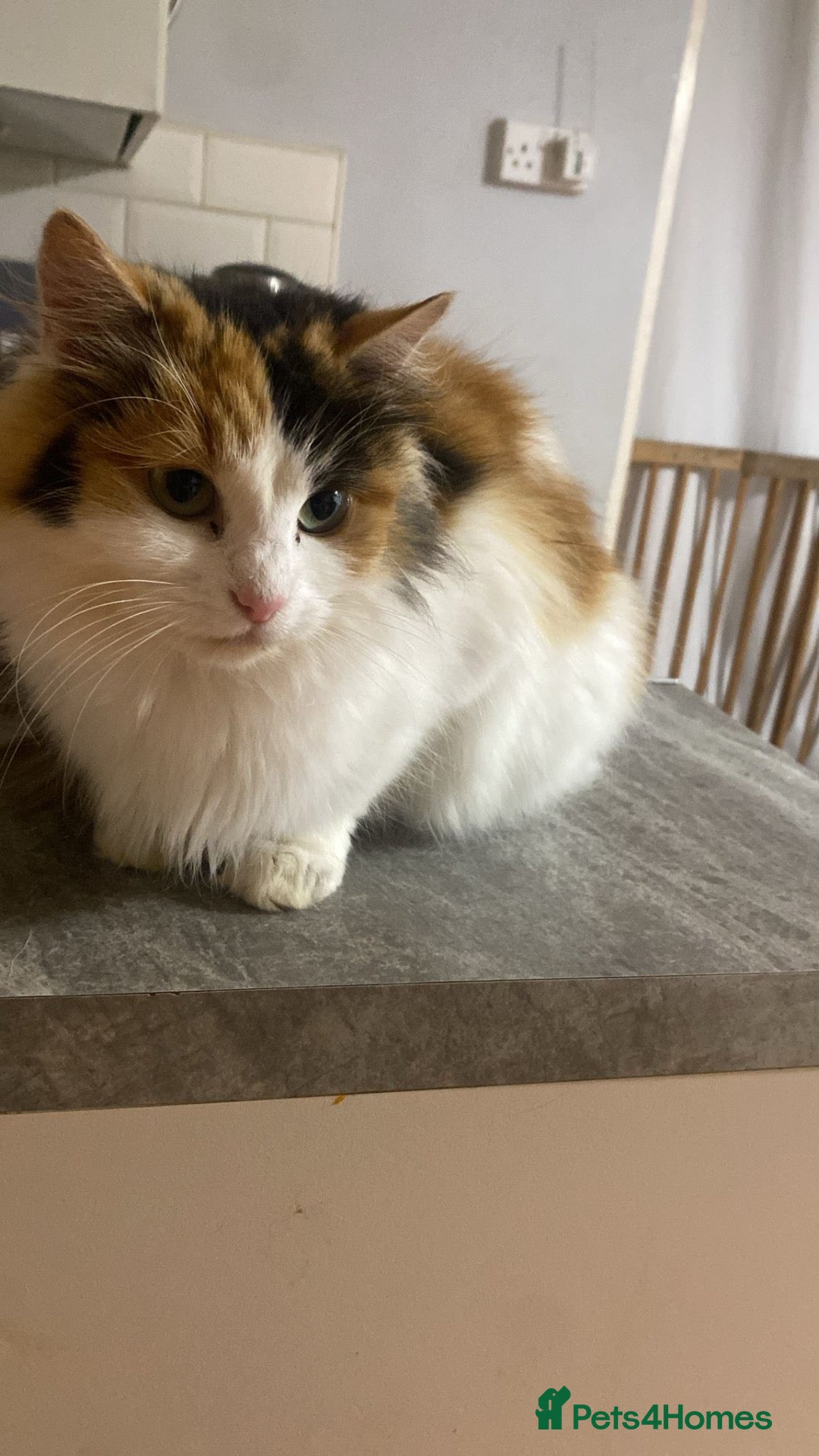 Mixed Breed cats Ragdoll and shorthair - Advert 7