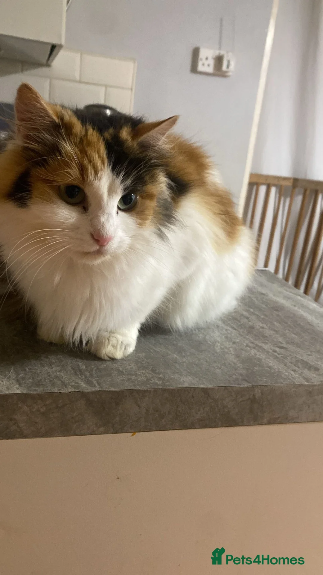 Mixed Breed cats for sale: Ragdoll and shorthair - Advert 1