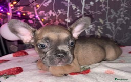 French Bulldog dogs for sale: French bulldog puppy’s - Image 11