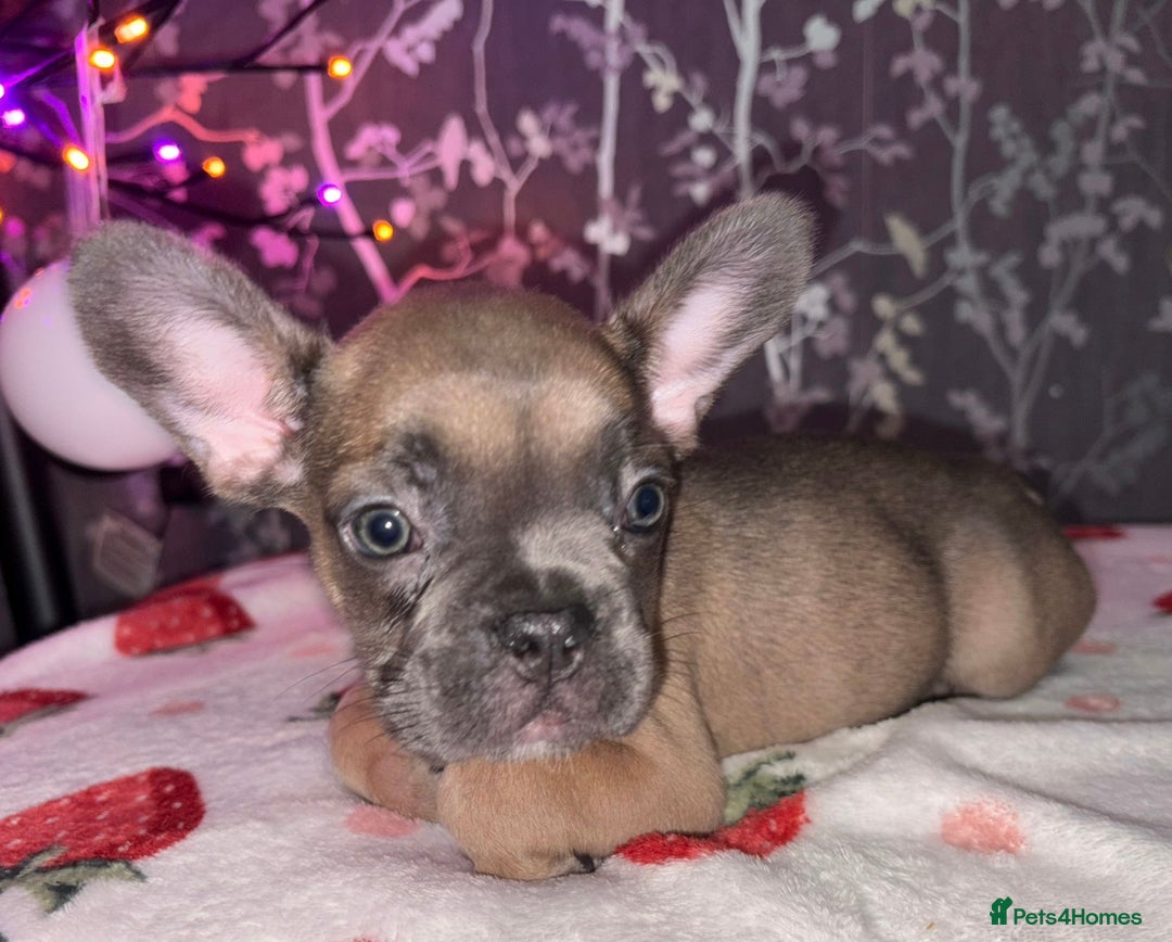 French Bulldog dogs for sale: French bulldog puppy’s - Image 11