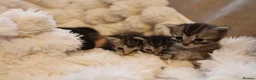 Mixed Breed cats for sale: Adorable mixed kittens for sale - Advert 17