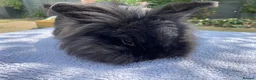 Mini Lion Lop rabbits for sale: Super tame mini lion lop  - Advert 6