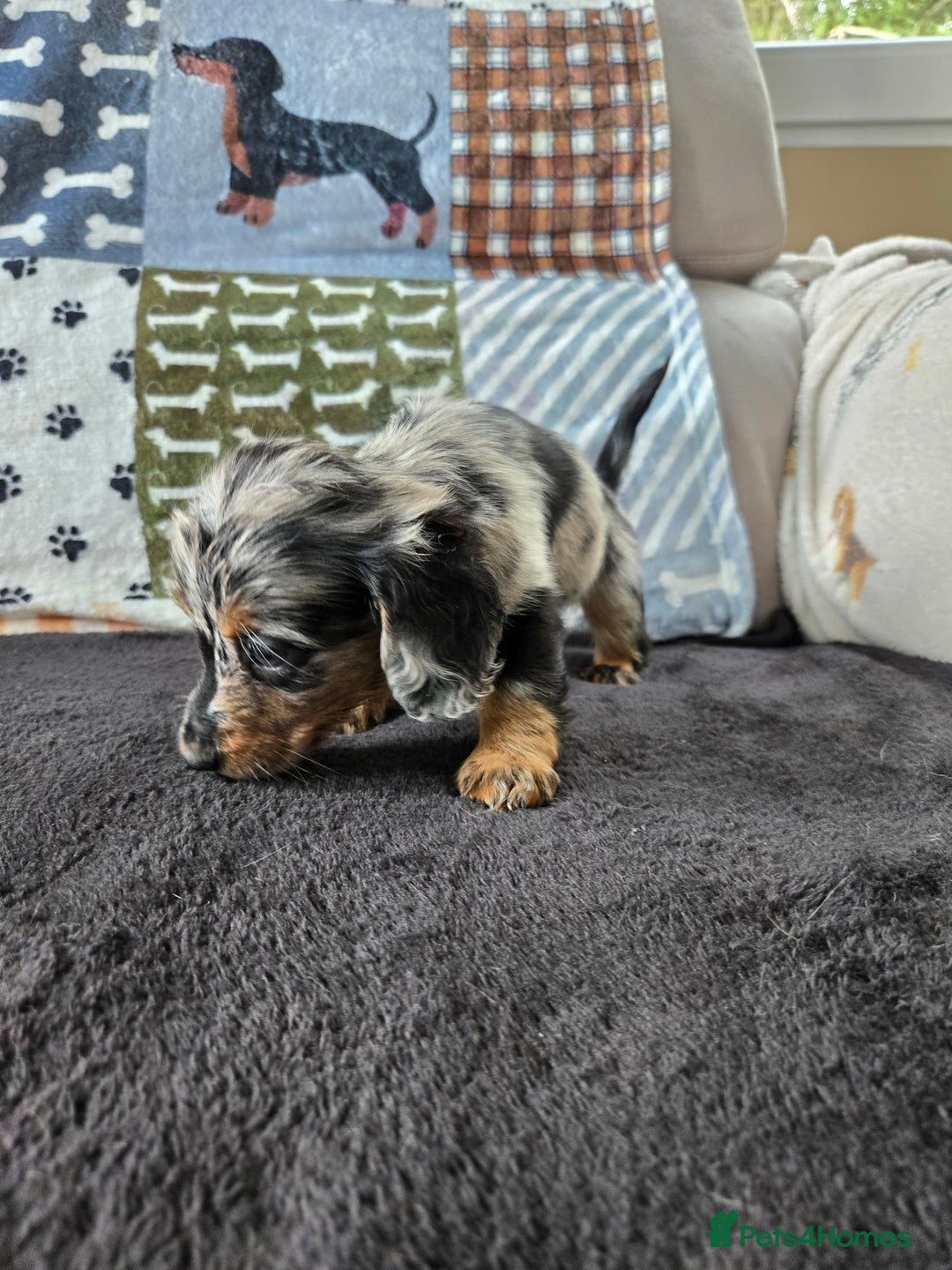 Miniature Dachshund dogs for sale: ✨️Beautiful silver dapple female✨️ - Image 10