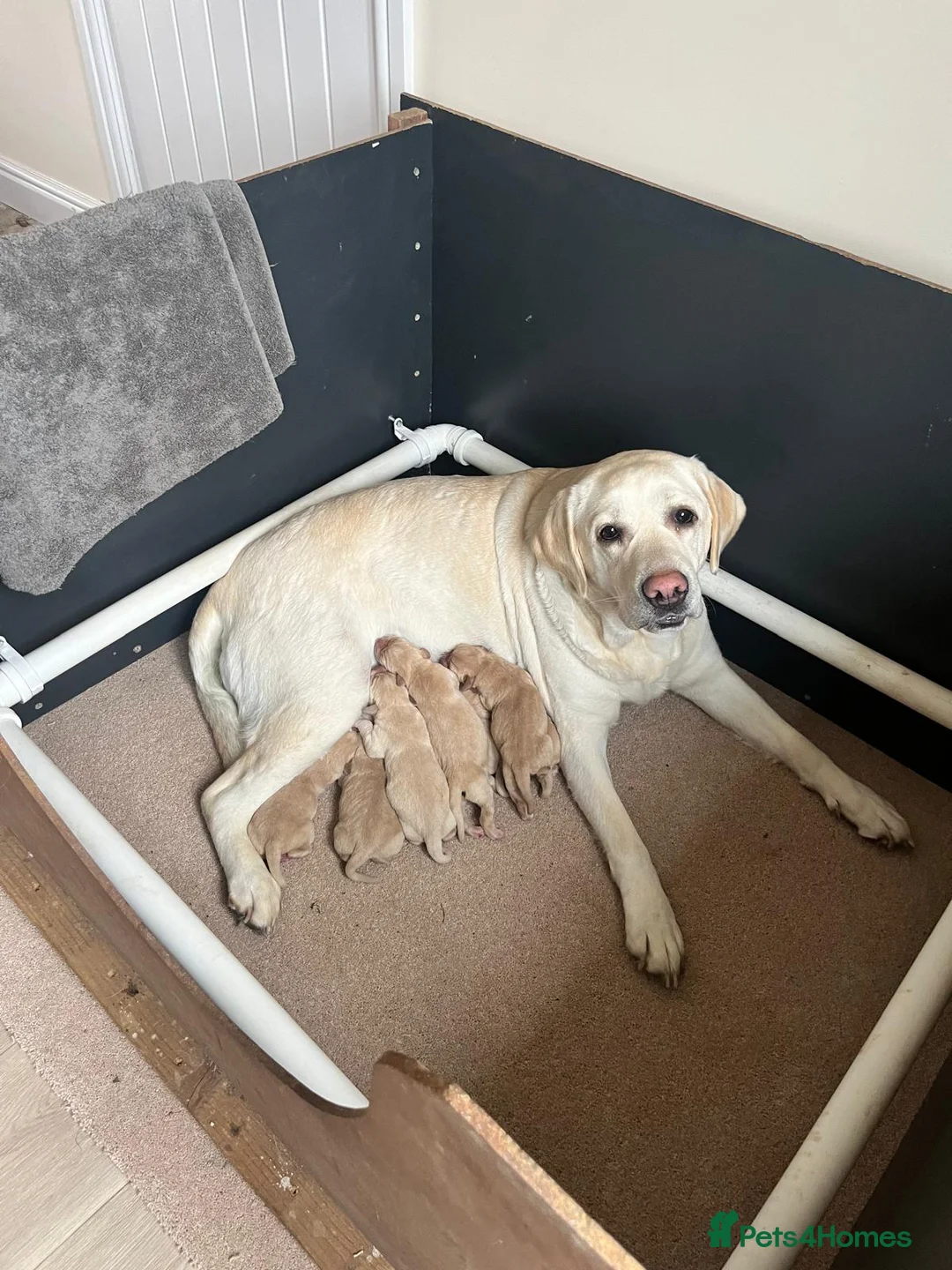 Labrador Retriever dogs for sale: KC Registered Yellow Labrador Puppies - Advert 1