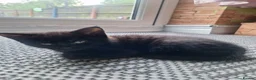 Mixed Breed cats for sale: Very nice kittens:3 boys and 3 girls - Advert 12