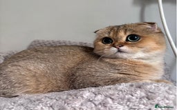 Scottish Fold cats for sale: Last stunning golden girl  - Image 2