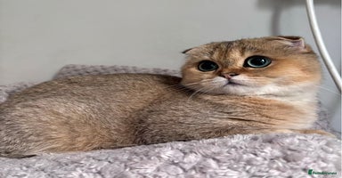Scottish Fold cats - Advert 4